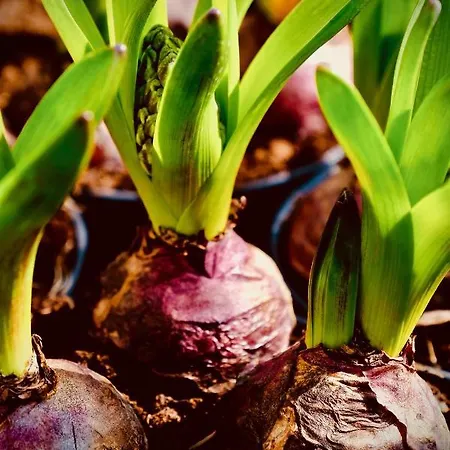 Löwenherz * Bad Bentheim