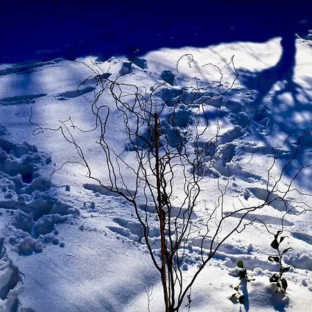 Löwenherz * Bad Bentheim