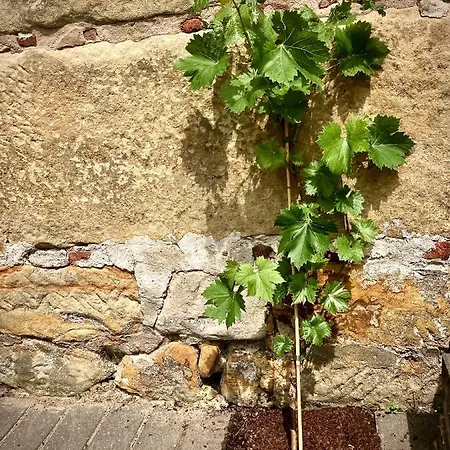 Löwenherz * Bad Bentheim